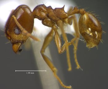 Media type: image;   Entomology 34421 Aspect: habitus lateral view